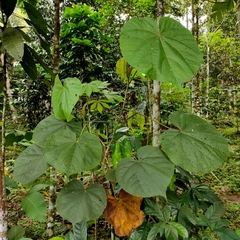 Hibiscus macrophyllus
