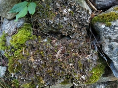 Peltigera elisabethae