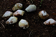 Titanostrombus galeatus