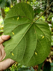 Hibiscus macrophyllus