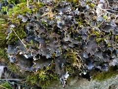 Peltigera elisabethae