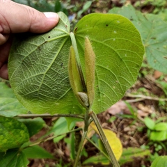Hibiscus macrophyllus