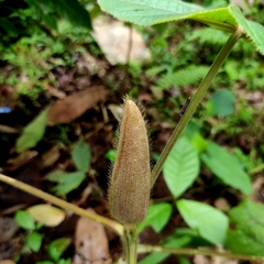 Hibiscus macrophyllus