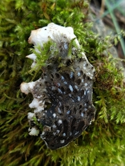 Peltigera elisabethae