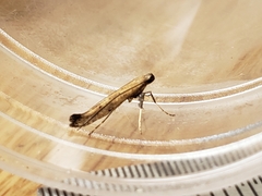 Caloptilia populetorum