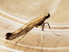 Caloptilia populetorum