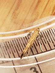 Caloptilia populetorum