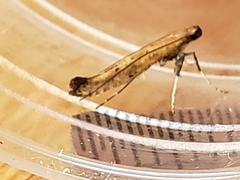 Caloptilia populetorum