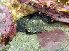 Batrachomoeus dubius