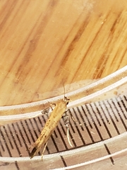 Caloptilia populetorum