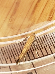 Caloptilia populetorum