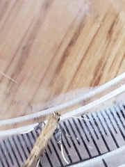 Caloptilia populetorum