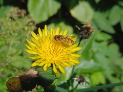 Episyrphus balteatus