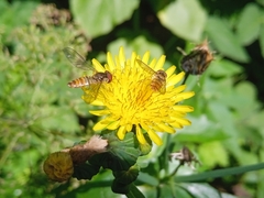 Episyrphus balteatus