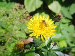 Episyrphus balteatus