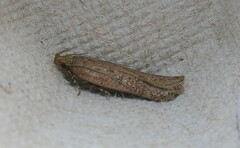 Bryotropha terrella