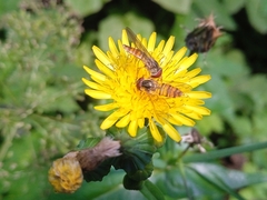 Episyrphus balteatus