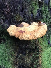 Piptoporus australiensis