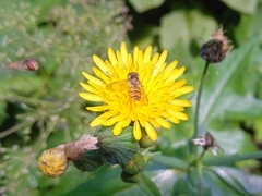 Episyrphus balteatus
