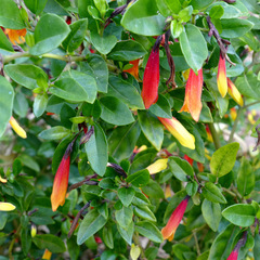 Justicia floribunda