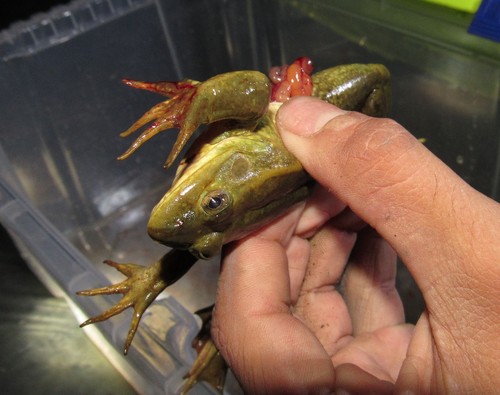 Bigfoot Leopard Frog
