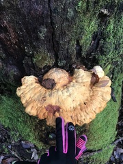 Piptoporus australiensis