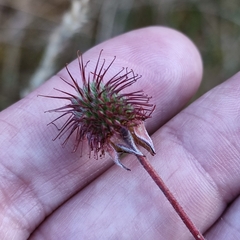 Geum peruvianum