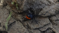 Latrodectus cinctus
