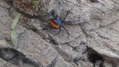 Latrodectus cinctus