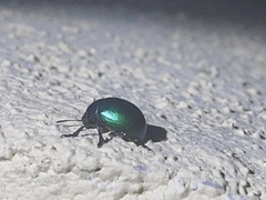 Leptinotarsa haldemani