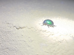 Leptinotarsa haldemani