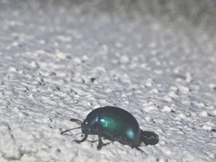 Leptinotarsa haldemani