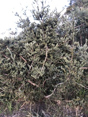Adenanthos