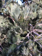 Adenanthos