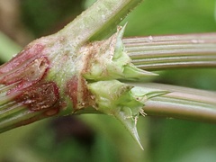 Rumex hypogaeus