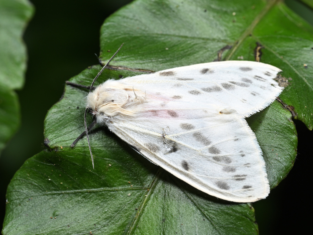Lemyra nigricosta
