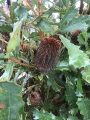 Banksia quercifolia