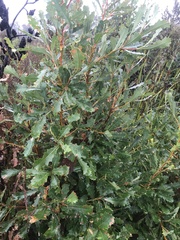 Banksia quercifolia