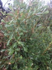 Banksia quercifolia