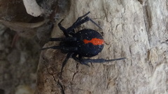 Latrodectus cinctus