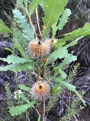 Banksia quercifolia