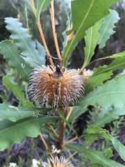 Banksia quercifolia