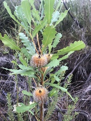 Banksia quercifolia