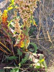 Rumex crispus