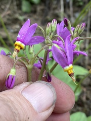 Primula pauciflora cusickii