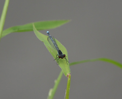 Erythromma najas najas