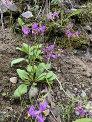 Primula pauciflora cusickii