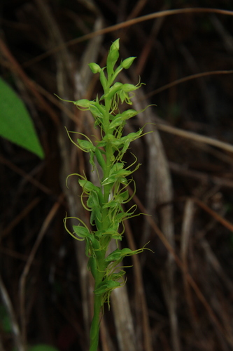 Habenaria armata