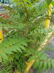 Ailanthus altissima