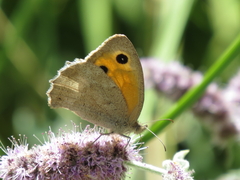 Hyponephele lycaon
